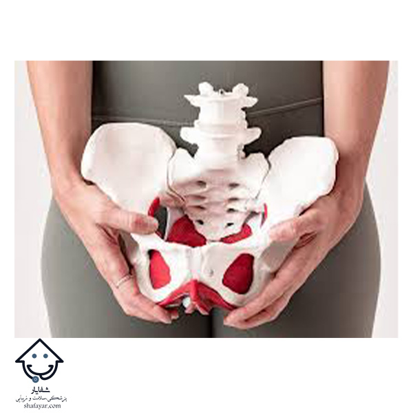 عضلات کف لگن